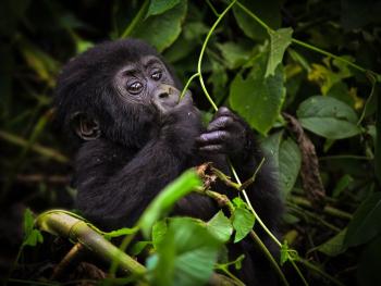 gorila Africka kralovna (2)